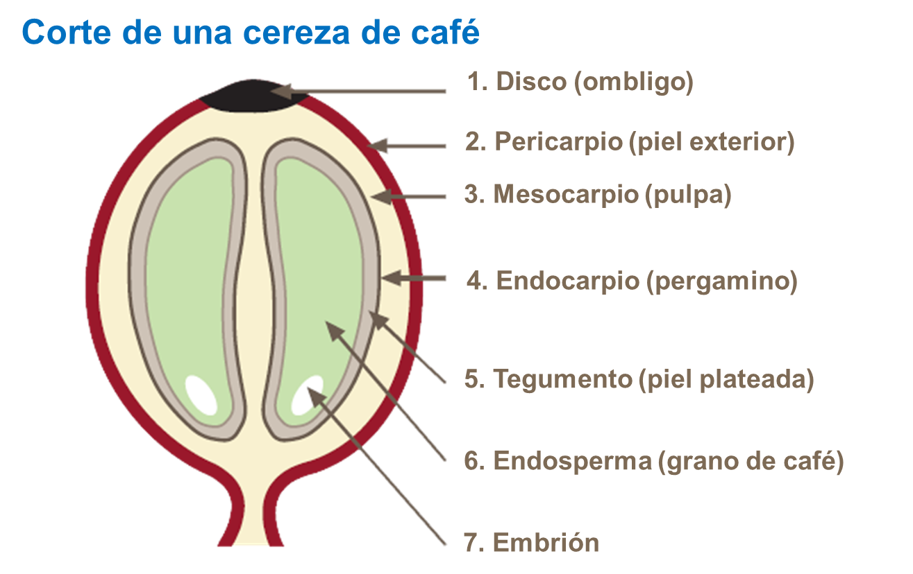 Corte de una cereza de café