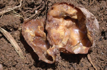 Reducir podredumbre blanda en papas