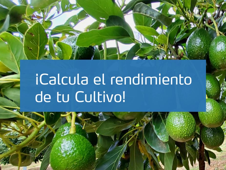 Cultivo de Aguacate