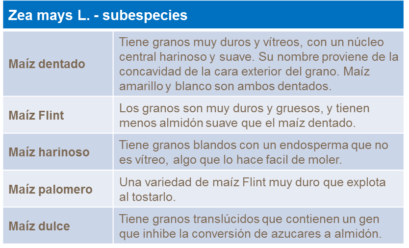 Subespecies del maíz