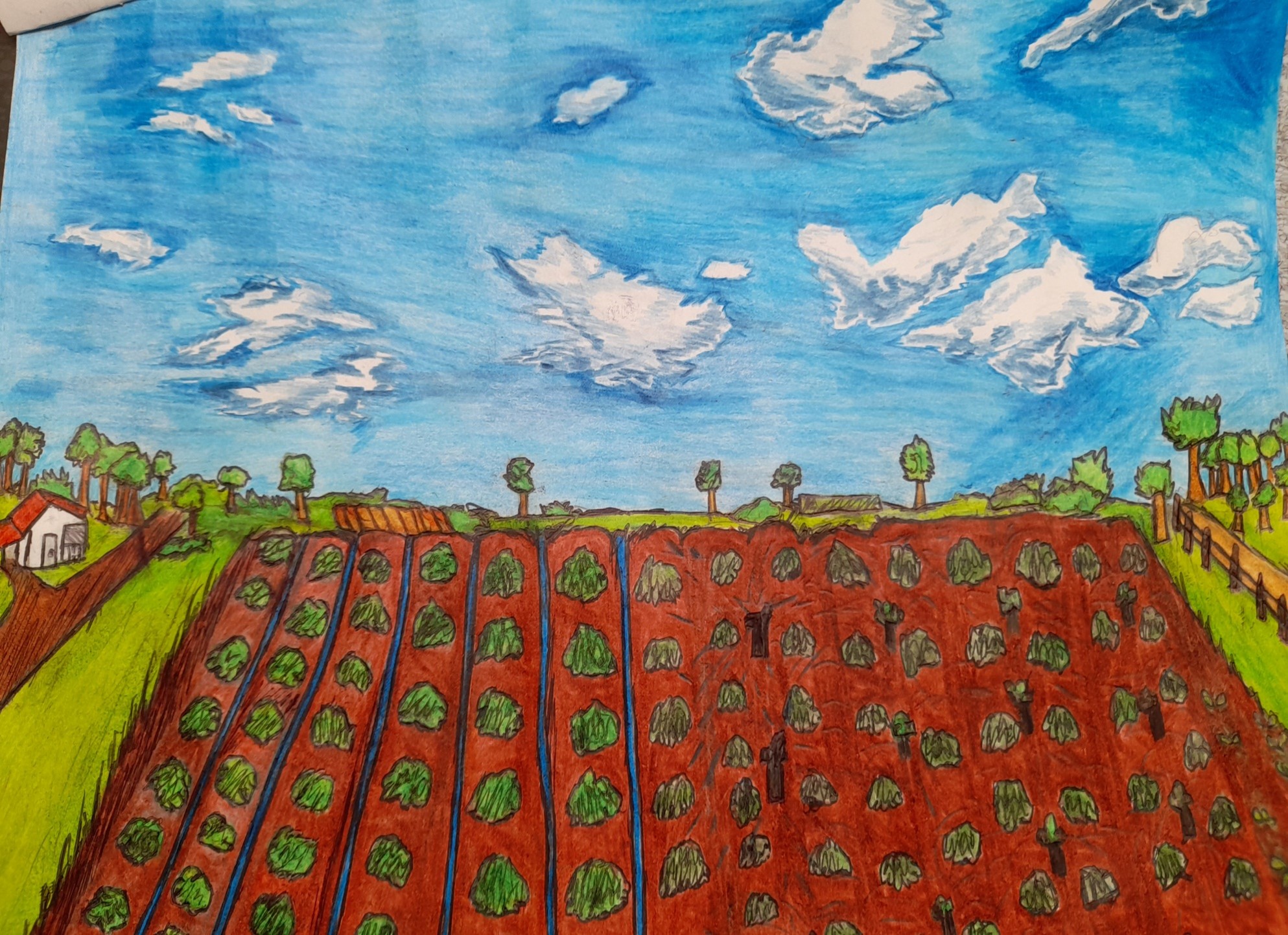 Dibujo de Juan Jose Giron sobre cultivos rentables